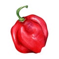 Habanero red hot pepper watercolor illustration isolated on white background. Royalty Free Stock Photo