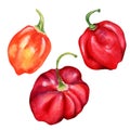 Habanero red hot pepper watercolor illustration isolated on white background. Royalty Free Stock Photo