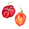 Habanero red hot pepper watercolor illustration isolated on white background. Royalty Free Stock Photo