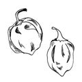 Habanero red pepper vector illustration isolated on white background. Hand drawn ink Mexican hot chili pepper. Habanero Royalty Free Stock Photo