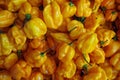 Habanero yellow hot peppers pattern view from above