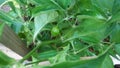 Habaneros growing organically