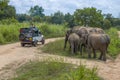 Tourists and a small herd of elephants on a safari, Sri Lanka Royalty Free Stock Photo