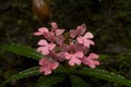 Habenaria rhodocheila Hance from rainforest Royalty Free Stock Photo