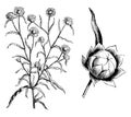 Habit and Detached Flower Head of Everlastings Helichrysum Bracteatum Aureum vintage illustration