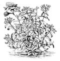 Habit and Detached Flower of Hypericum Androsaemum vintage illustration