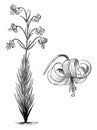 Habit and Detached Flower of Lilium Pomponium vintage illustration