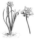 Habit and Detached Flower of Narcissus Pseudo-Narcissus Plenus vintage illustration