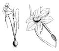 Habit, Detached Flower, and Portion of Leaf of Narcissus Jonquilla vintage illustration