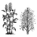 Habit and Detached Flower Spike of Hedychium Gardnerianum vintage illustration