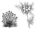 Habit and Detached Flowering Branchlet of Nigella Damascena Flore-Pleno vintage illustration