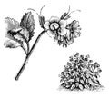 Habit and Detached Flowering Branchlet of Phacelia Viscida vintage illustration