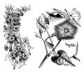 Habit and Detached Flowering Shoot of Ipomoea Rubro-Caerulea vintage illustration