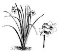 Habit and Detached Flowers of Narcissus Biflorus vintage illustration