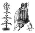 Habit, Detached Leaf, Flower, and Capsule of Lietzia Brasiliensis vintage illustration