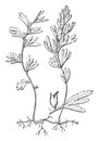 Habit and Detached Pinna with Involucre of Hymenophyllum Unilaterale vintage illustration