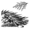 Habit and Detached Portion of Branch of Juniperus Sabina vintage illustration