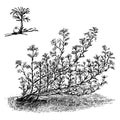 Habit and Detached Portion of Fruiting Branch of Margyricarpus Setosus vintage illustration