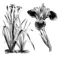 Habit and Detached Portion of Inflorescence of Iris Versicolor vintage illustration