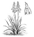 Habit and Detached Single Flower of Galtonia Candicans vintage illustration