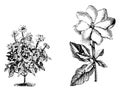 Habit and Detached Single Flower of Gardenia Thunbergia vintage illustration