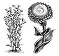 Habit, Detached, Single, Flower, Head, Everlastings, Helichrysum, Foetidum, Asteraceae, Flowers, glossy, Flowerheads vintage