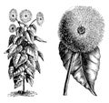 Habit and Detached Single Flower Head of a Sunflower vintage illustration