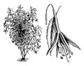 Habit, Detached Single Flower, and Leaf of Fuchsia Macrostema Gracilis vintage illustration