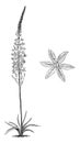 Habit and Detached Single Flower of Ornithogalum Pyramidale vintage illustration