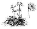 Habit and Flower-Head of Arnica Montana vintage illustration