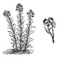 Habit and Inflorescence of Antennaria Margaritacea vintage illustration