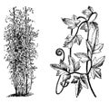 Habit and Portion of Detached Frond of Lygodium Japonicum vintage illustration