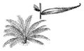 Habit and Portion of Detached Frond of Nephrolepis Davallioides vintage illustration