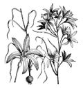 Habit, Raceme, and Detached Flower of Ixiolirion Tataricum Brachyantherum vintage illustration