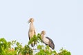 Habitat of Asian Openbill Storks