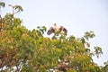 Habitat of Asian Openbill Storks