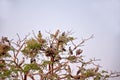 Habitat of Asian Openbill Storks