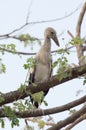 Habitat of Asian Openbill Storks