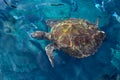 Habitat big sea turtle close-up Royalty Free Stock Photo