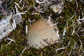 Habitat detail on South Georgia island, rock surrounded by moss and penguin feathers, Antarctica