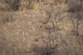 Habitat image with a female tiger cub and alert running sambar deer at Ranthambore National Park. Royalty Free Stock Photo