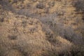 Habitat image with a female tiger cub at Ranthambore National Park. A beautiful tiger cub in search for mother at dry hill Royalty Free Stock Photo