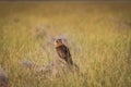 A habitat image of Montagu`s harrier or Circus pygargus sitting on a beautiful perch in meadows at tal chappar blackbuck sanctuary