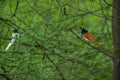 Habitat portrait of an Indian paradise flycatcher Royalty Free Stock Photo