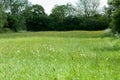 Habitat species rish grassland