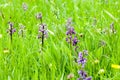 Habitat species rish grassland