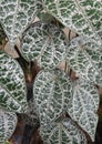 Habitus Piper crocatum, or what is often known as the creeping Red Betel Royalty Free Stock Photo