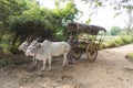 Habrana, Sri Lanka: 03/16/2019: Local Sri Lankan farmer standing alongside his ox cart, a straw covered wagon with two white