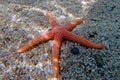 Hacelia Orange seastar, underwater photo into the Mediterranean sea - (Hacelia attenuata) Royalty Free Stock Photo