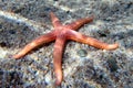 Hacelia Orange seastar, underwater photo into the Mediterranean sea - (Hacelia attenuata) Royalty Free Stock Photo